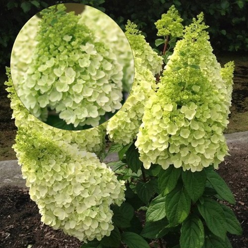 Hydrangea paniculata 'Magical Kilimanjaro' - Aedhortensia 'Magical Kilimanjaro' C2/2L
